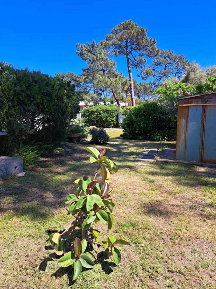 Mini Villa Jardin 50 M Plage Borgo  Buitenkant foto